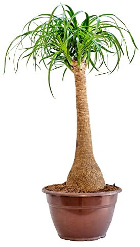 Bonplants Beaucarnea Recurvata, Pianta Mangiafumo, Resistente e Purificatrice (Vaso 25 cm – Altezza 70 cm)