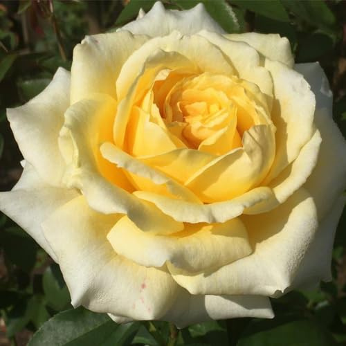 Heirloom Hybrid Tea Roses, Live Own Root Plant for Outdoor Garden, Rosanna Jacobs, Lightly Fragrant, Hardiness Zones: 5-9, Repeat Blooming