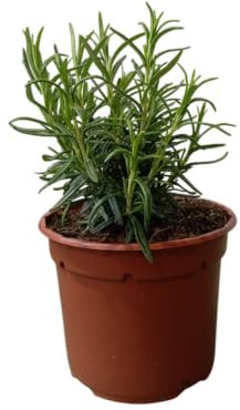 Planta de Romero Natural Hierba Perfumada y Resistente para Exterior e Interior