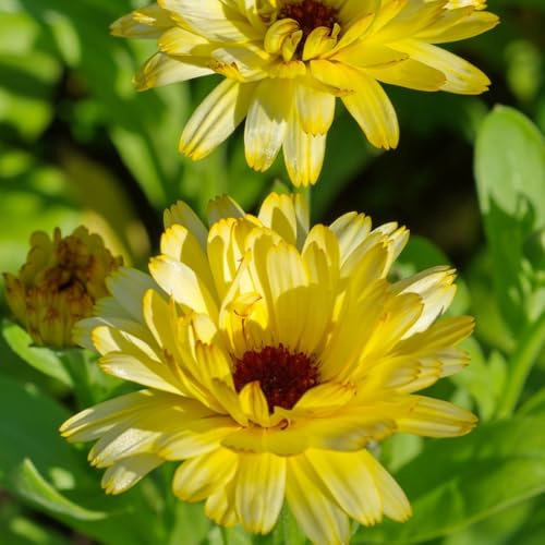 Semi di calendula - semi di come bomboniera Calendula officinalis raro vecchie varietà per giardinieri esotico farfalle resistenti copertura del 350pcs