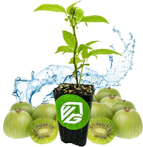 Issai Kiwi Vine Live Plant - Actinidia arguta by Wellspring Garden - Hardy Kiwi Fruit Trees Live Plant - Thriving Fruit Tree Starter for Your Garden - Starter Plant