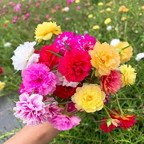 Roadoor Sonnenblumensamen, 50 Stück Blumensamen, hohe Keimrate, einfache Kultivierung, glückliches Licht, mehrere Farben, Sonnenblumenpflanze, Gartensamen, Hofbedarf Saatgut