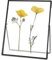 REDHUGO Gepresste Blumenrahmen, Glas-Schwebeframe zur Anzeige von getrockneten Pflanzenspezimenbildern, Hängender Messingbilderrahmen mit Kette, Doppeltes klares Glas, Vintage-Wanddekoration, Rechteck