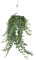 Hedera Helix Pitsburg mit Hängetopf XXL - 70-80cm - Ø24cm - Zimmerpflanze - Immergrün