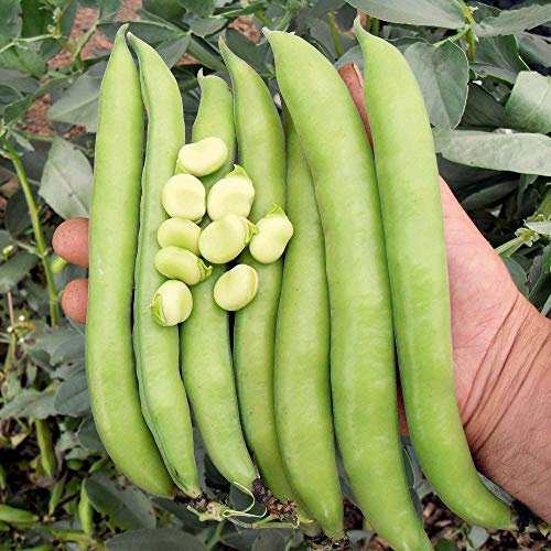 Suttons Bean (Broad Bean) Seeds Luz de Otono, Vegetable Seed, Approx. 35 Seeds per Pack, Grow Your own, Ideal for Beds and Borders