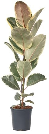 Plant in a Box - Ficus Elastica Tineke - Gummibaum Zimmerpflanze gross - Topf 24cm - Höhe 75-100cm