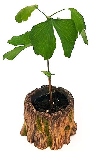 POWERS TO FLOWERS - GINKGO BILOBA MINI IN VASO CERAMICA EFFETTO CORTECCIA, Pianta vera