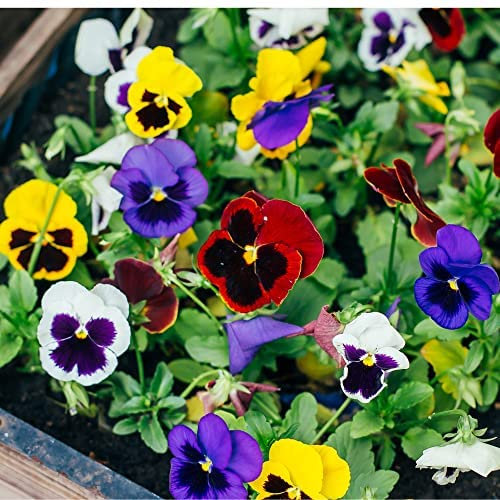 Pansy Plants, Pansy 'Delta Mix', 6 x Full Plant Pack, Winter Bedding Plants, Winter Pansies, Mixed Pansies, Garden Flowers, Garden Ready and Ready to Plant, Premium Quality Flowers