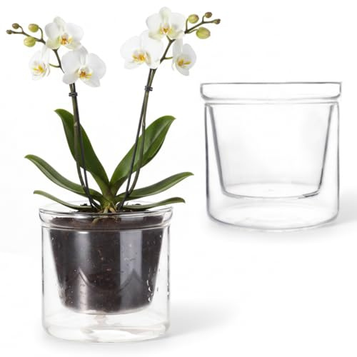 Macetas transparentes con riego automático, macetero de vidrio de 250 ml con depósito de agua, macetas semihidropónicas para violetas africanas, suculentas y plantas de interior, semihidropónicas, au
