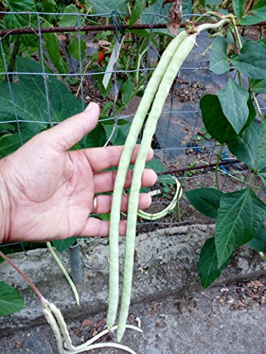 SEMI FAGIOLO GICANTE CINESE