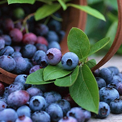 100 Pièces Graines de Myrtille, Graines de Fruits de Myrtilles, Faciles à Planter, Rendement Élevé, Semences de Myrtilles à Planter pour Jardin et Balcon