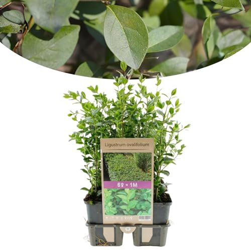 Happy Plants Ligustrum ovalifolium Lot de 6 troènes - 40 cm x ⌀ 9 cm - Résistant à l'hiver - Plante de troène à feuilles ovales - Plante de haie de troène - Plante de jardin fraîche de notre pépinière