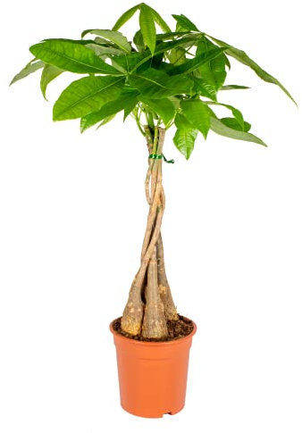 Bloomique - Pachira Aquatica - Arbre à monnaie - Cacaoyer d’eau - Plantes d’intérieur - Dépolluante - Entretien facile - Hauteur 60-70 cm - Pot 17 cm