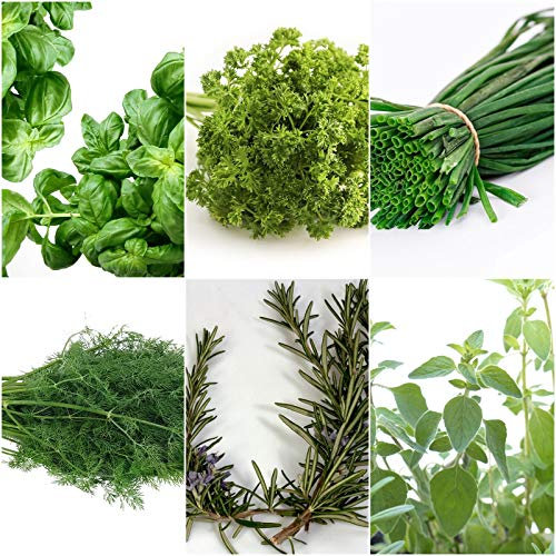 Herbes de cuisine - 6 types - environ 700 ++ graines - emballées séparément -
