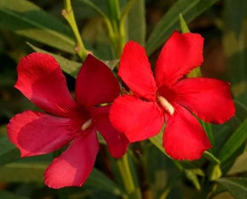 Oleandro a cespuglio Rosso Intenso Nerium Oleander pianta in mastello ø40 cm h. 150/200 cm Vivaio di Castelletto