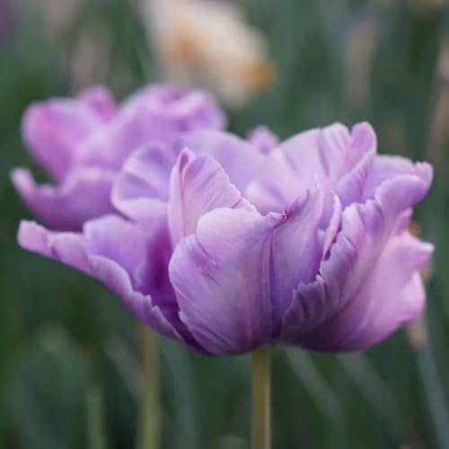 bulbi di tulipano perenni resistenti, trice, primaverili tulipano regali per gli amanti del giardino, decorativi esotiche, aconito invernale, 10pcs
