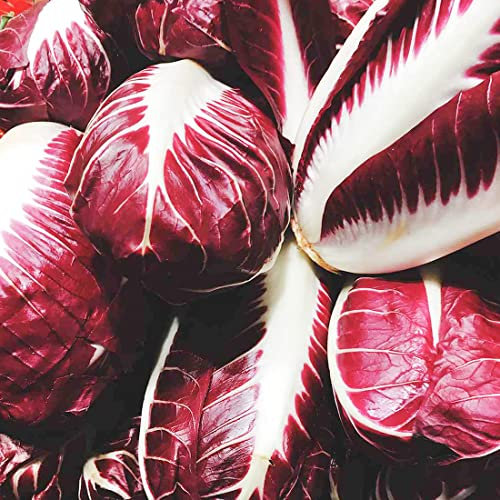 Welldales 50 British Chicory Seeds UK Red Ball Large Leaf Year Long Endive Radicchio Pack