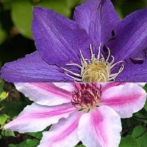 2 piante rampicanti Clematis: Clematis The President & Clematis Nelly Moser – blu/rosa, perenne e resistente all'inverno, 2 vasi da 1,5 litri