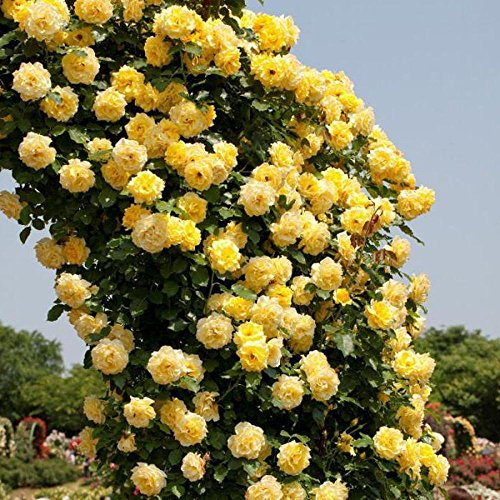 YELLOW Kletterrose Spalier Gartenlaube Dekor Samen