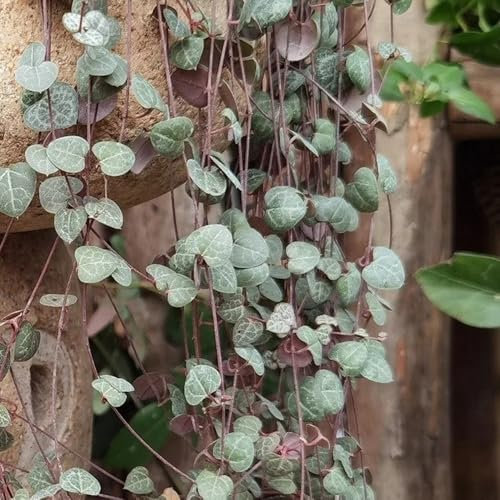 Leuchterblume Samen, pflanzen garten Ceropegia woodii, immergrüne pflanzen winterhart topfpflanze, hängepflanzen luftreinigende zimmerpflanzen balkonpflanzen winterhart mehrjährig 150pcs