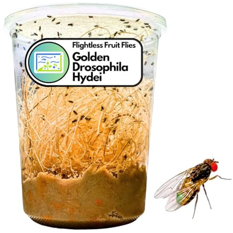 Creation Cultivated 32oz Fruit Fly Culture, Live Feeder Insects & Flightless Fruit Flies for Dart Frogs, Praying Mantis, Jumping Spider Food, Geckos & Lizards, (Golden Drosophila Hydei Flightless)