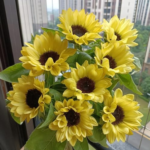 semillas de girasol perennes resistentes - cubren el suelo exóticas Decoración estar 80pcs