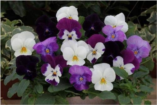 25 semi di Trailing Pansy Freefall Moonlight Mix - Hanging Basket Viola del pensiero