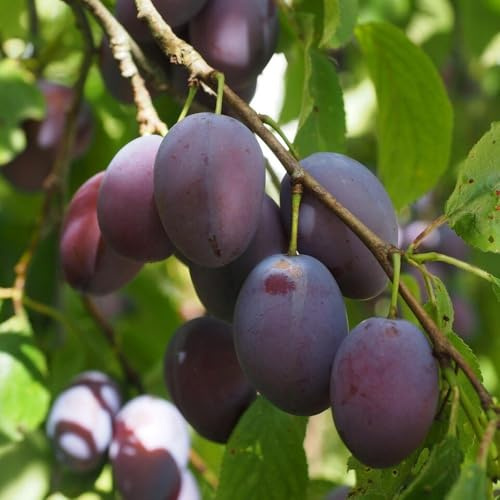 Planta Frutal Ciruela Presidente En Jarrón 24 Edad 3/4 Años (Foto Real)