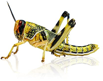 Live Locusts Extra Large 100