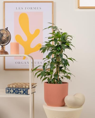 Prickle Plants Weeping Fig - Attractive Indoor Fig with Decorative Leaves, Easy Care Plant for Stylish Home or Office Spaces (30-40cm incl. 12cm Pot)