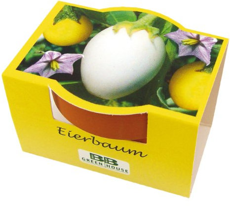 Bull & Bear Mini Anzuchtset Eierbaum Samen Set mit Tontöpfchen mit Eierbaumsamen, Pflanzsubstrat und Pflegeanleitung