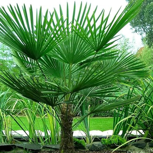 1 Pack of 10 SEEEDS CHUSAN Palm - Windmill Palm - TRACHYCARPUS FORTUNEI