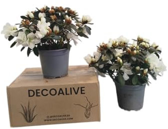 Azalea Blanca Pack 2 Plantas Naturales con Flores de Color Blanco