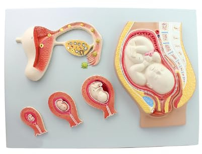 KMHHAG Modello di processo di sviluppo fetale dell'embrione umano di gravidanza Modello di embrione del tessuto uterino dell'uovo fecondato