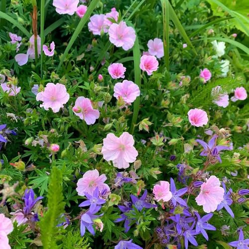 semi resistenti di geranio - giardino decorative, balcone rialzati da esterno primaverili 400pcs
