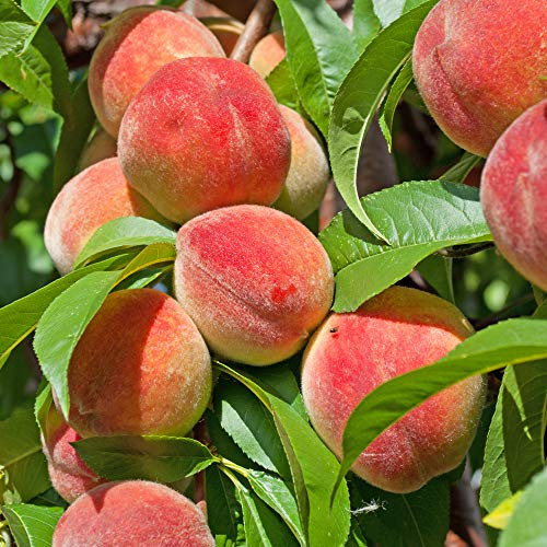 YouGarden Peach 'Redhaven' Bare Root Tree, Grow Your Own Fruit Tree, Bare Root Fruit Tree for Planting in UK Gardens
