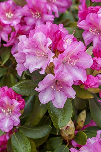 Rhododendron yak. 'Blurettia' 25-30 cm - Rhododendron, rosa Blüten, Blütezeit Mai-Juni, ideal für Halbschatten, immergrün, winterhart