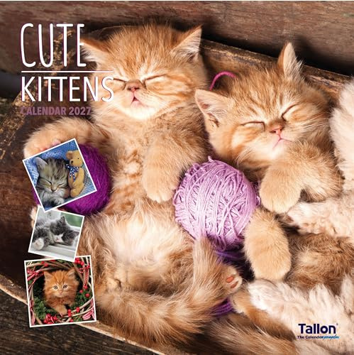 2027 Square Month To View Animal Cat Photo Wall Calendar - Kittens