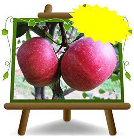 Pommiers Annurca - Plante fruitière vieux Porte greffe M9 sur pot 20 - arbre max 170 cm - 2 ans