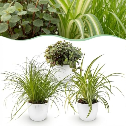 Cyperus - Calissia - Chlorophytum - Mélange de 3 - Plantes pour animaux de compagnie - Vert - 3 Plantes - avec Potter Blanc - 20cm - Øter Wit - Pot 12cm - Plante d'intérieur - - Plante avec pot
