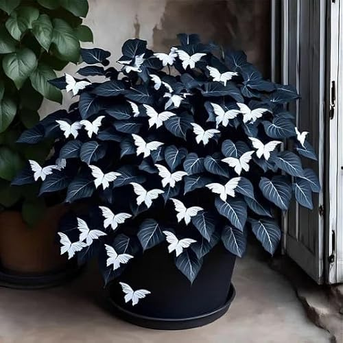 Funkie 'Moonlight Butterfly' – raíz desnuda y suelta – perenne y resistente – fácil mantenimiento-4 Hostas-E