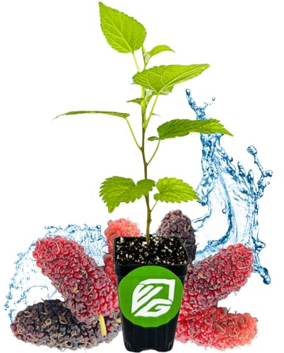 Dwarf Everbearing Black Mulberry Tree Live Plant – Morus nigra – Wellspring Gardens - Premium Fruit Tree for Indoor & Outdoor Planting – Ideal for Gardens, Patio, Landscaping, Bush & Berry Companion