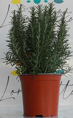 1 PIANTA DI ROSMARINO IN VASO 18CM aromatiche orto giardino