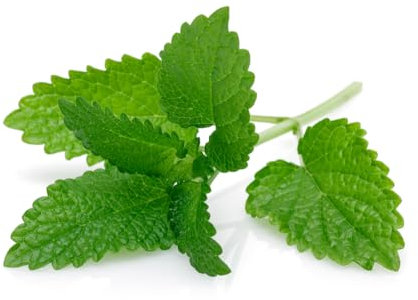 Mint Plants, 'Peppermint', 2 x Full Plants in 9cm Pots, Peppermint, Mint, Garden Ready and Ready to Plant, Premium Quality Herbs