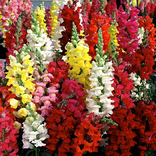 PREMIER SEEDS DIRECT - ANTIRRHINUM - Snapdragon - Tetra Mixed - 1.2 GRAM ~ 8400 Seeds