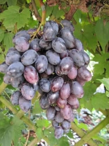 Vitis vinifera Blauer Portugieser, selbstbefruchtend und sehr Mehltaufeste Sort