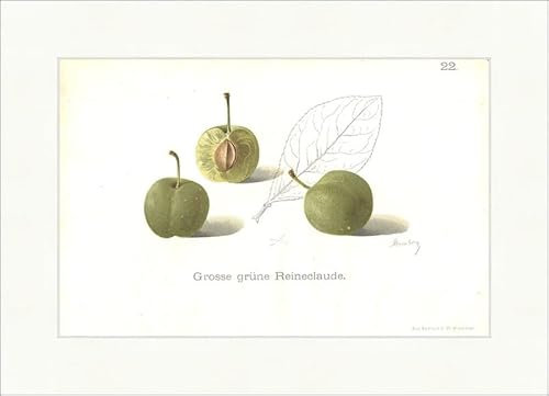 Biller Antik Grandes variedades de fruta pomología de ciruela noble ciruela verde reineclaude 61