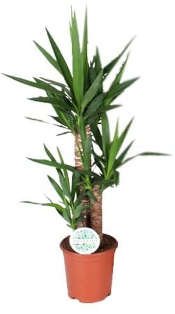 Yucca - 80-90cm - Ø21cm - Plante d'intérieur - Vert persistant