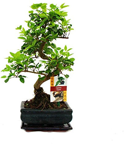 Exotenherz - Liguster Bonsai 7 Jahre - 2 bäume