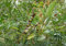 100 Cajanus cajan Semi, gungo pisello, semi di pisello piccione